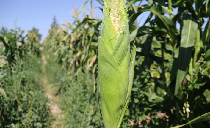 Eskişehir’in yeni gözdesi: "Karadeniz Mısırı"