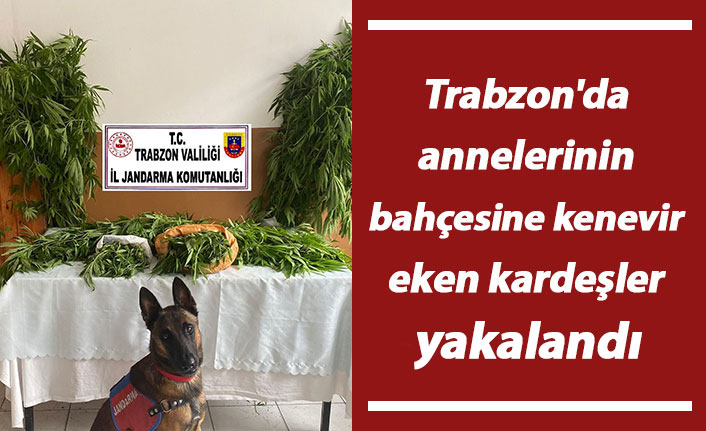 Trabzon'da annelerinin bahçesine kenevir eken kardeşler yakalandı