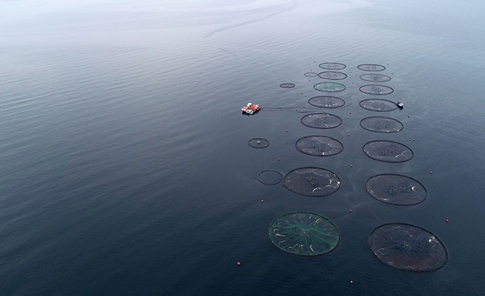 Karadeniz Somonuna yurtdışından yoğun talep