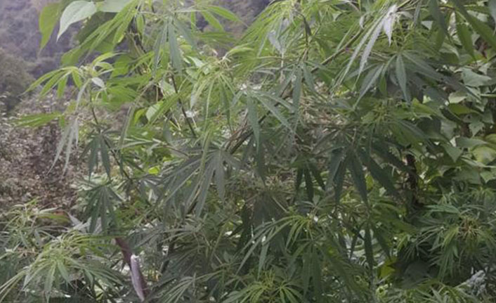 Trabzon’da Hint keneviri yakalandı.17 Ağustos 2021