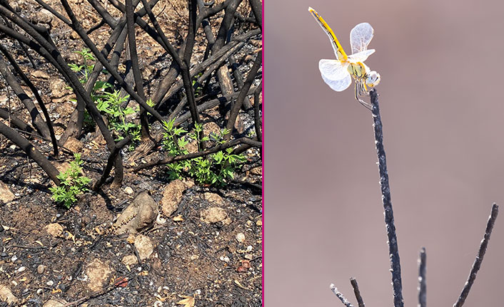 Yanan ormanda ilk hayıtlar filizlendi