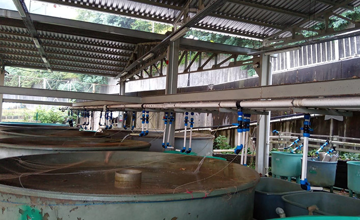 Trabzon'da yeni tesis! 8,7 milyon somon yavrusu üretilecek