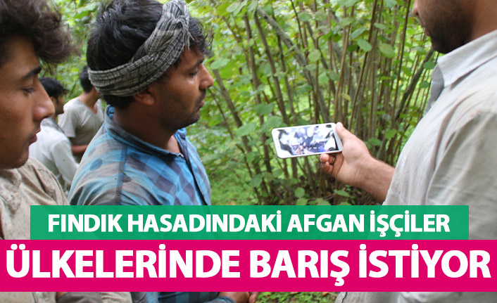Fındık hasadındaki Afgan göçmenler ülkelerinde barış istiyor
