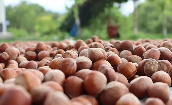 Fındık üreticisine aflatoksin uyarısı