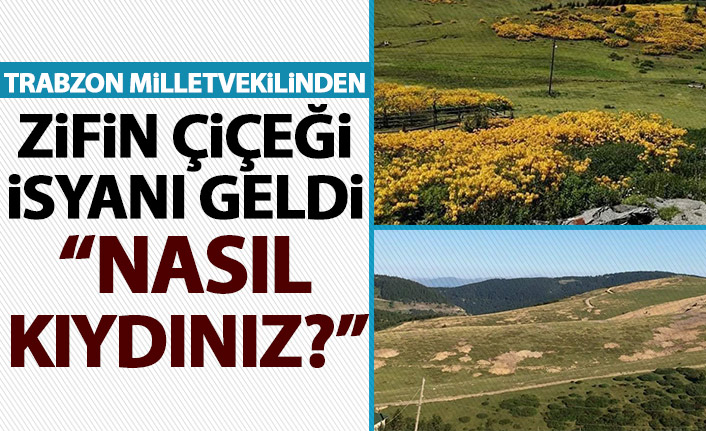CHP'li Ahmet Kaya'dan zifin çiçekleri isyanı: Nasıl kıydınız bu güzelliklere
