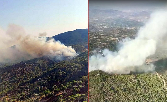 Aydın'da orman yangını çıktı