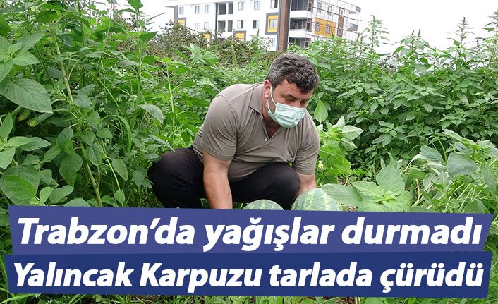 Trabzon'da yağışların vurduğu Yalıncak Karpuzu tarlada çürüdü
