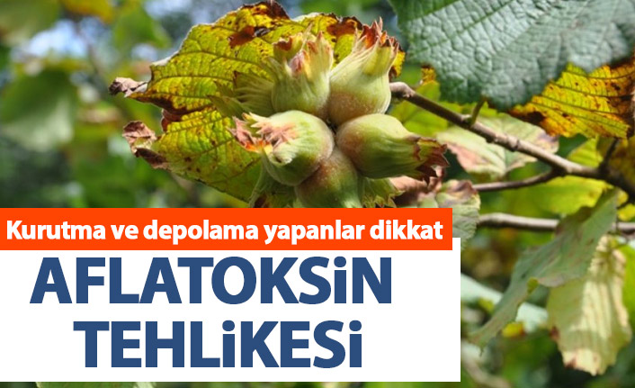 Fındıkta aflatoksin tehlikesine karşı kritik uyarı!
