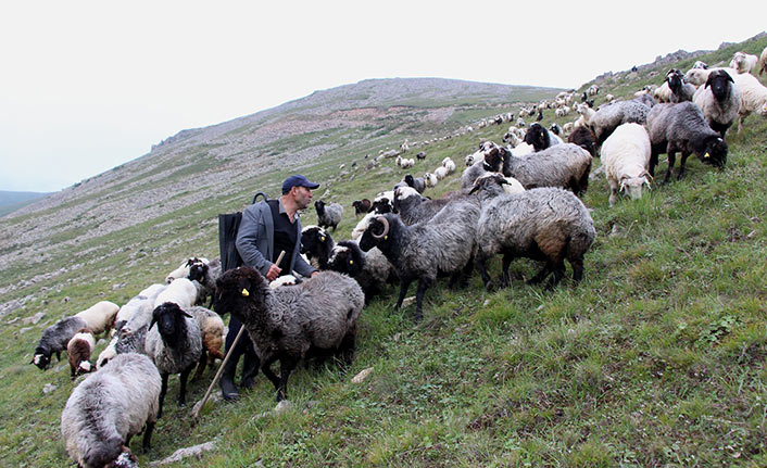 Karadeniz'in son sürü sahipleri