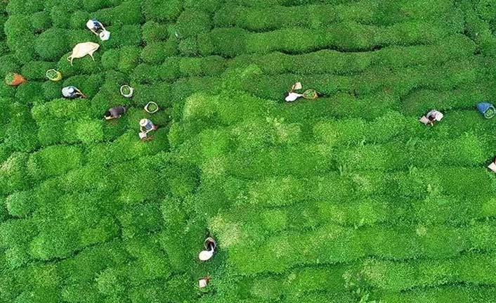 ÇAYKUR üçüncü sürgün kotasını belirledi