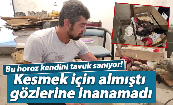 Kesmek için aldığı horoz kuluçkaya yattı!