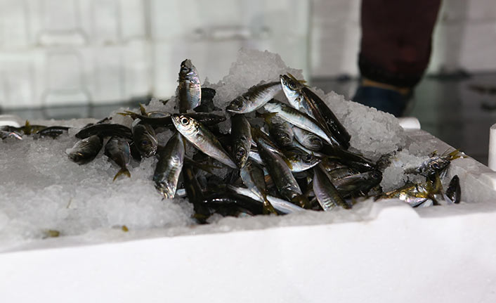 Trabzon'da ilk günde istavrit bolluğu