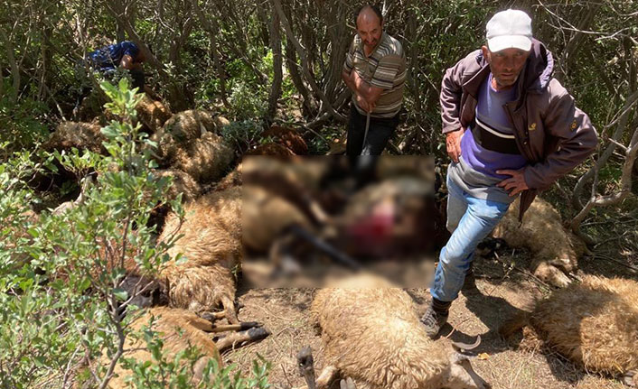 Ayılardan korkup kaçan 31 koyun dere yatağında telef oldu