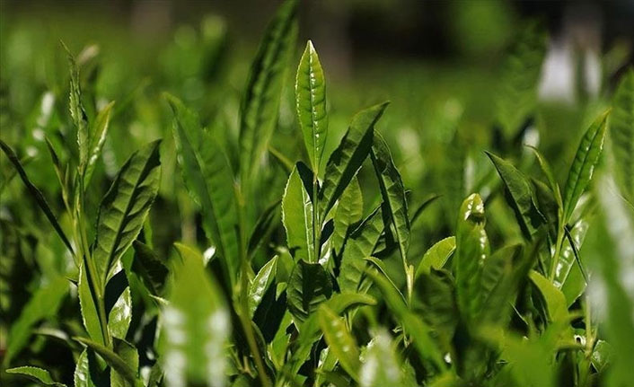 Yaş çay alımında ÇAYKUR'dan yeni rekor hedefi