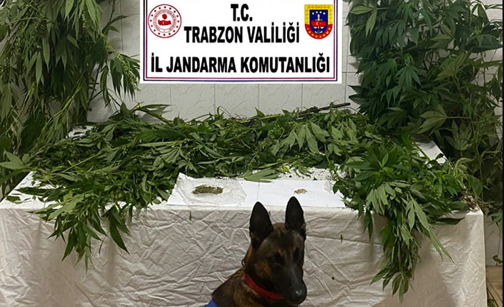 Trabzon’da uyuşturucu operasyonu,  46 kök kenevir ele geçirildi. 2 Eylül 2021