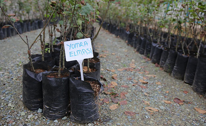Yomra elması için fidanlık kuruldu