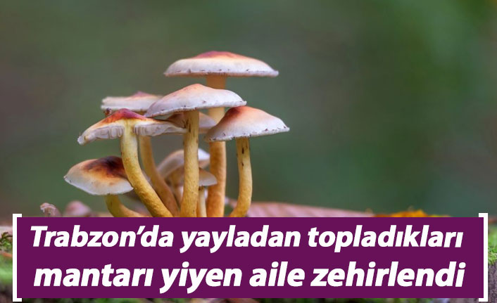 Trabzon'da yayladan topladıkları mantarı yiyen aile zehirlendi