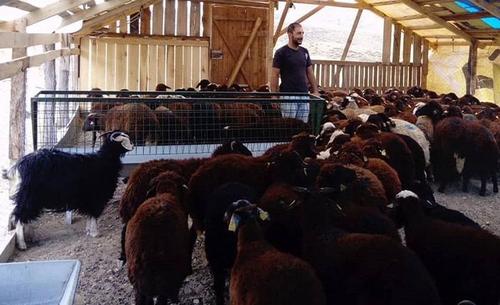 Çiftçilerin küçükbaş havyanları teslim ediliyor