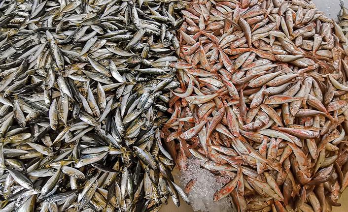 Karadeniz’de ‘istavrit’ bolluğu; fiyatı yarıya düştü