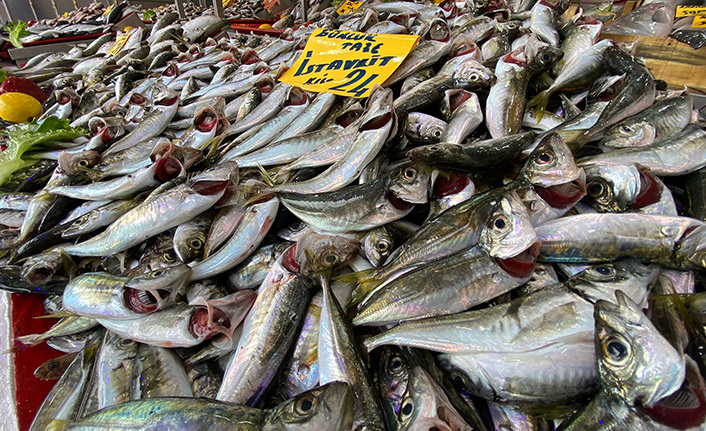 Karadeniz'de istavrit umudu