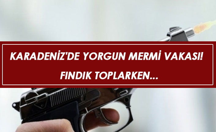 Karadeniz'de yorgun mermi vakası! Fındık toplarken...