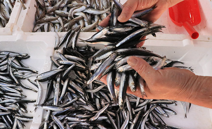 Hamsi tezgahlardaki yerini erken aldı