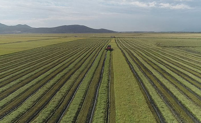 Çeltik alım fiyatları belli oldu! İşte çeltik alım fiyatları