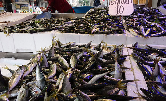 Trabzon'da av sezonu bereketiyle geldi! Son 10 yılın en bol istavrit avı