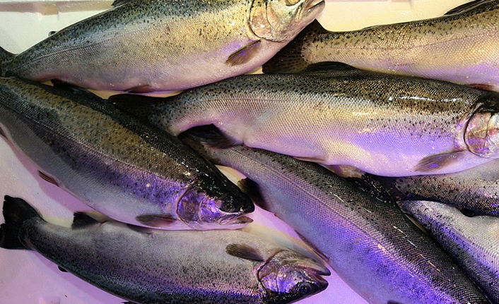 Karadeniz somonu yılın 8 ayında 103 milyon dolar kazandırdı