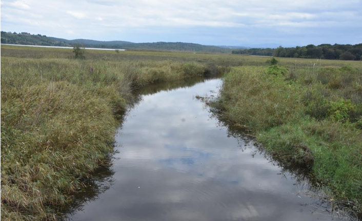 Sinop Sarıkum'da doğal hayat risk altında