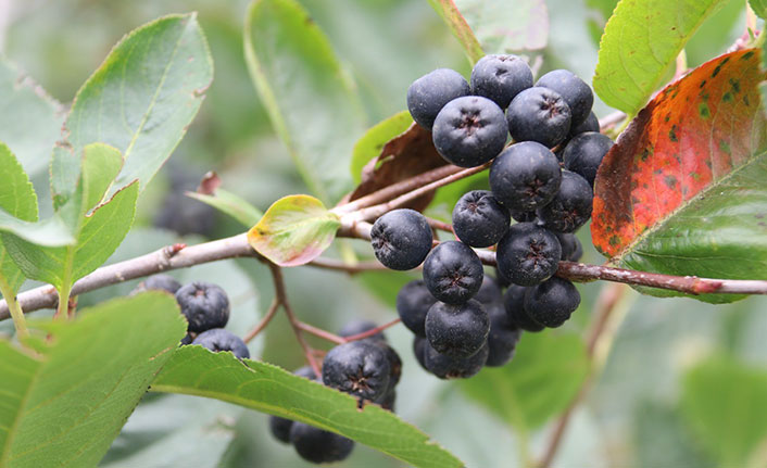 Trabzon'da Aronya hasadı törenle başladı