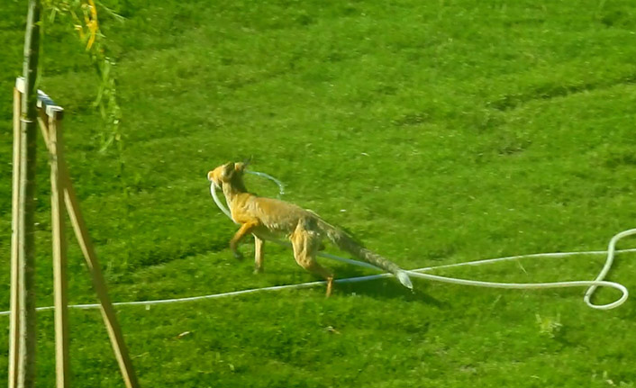 Gümüşhane'de tilki bahçeyi suladı