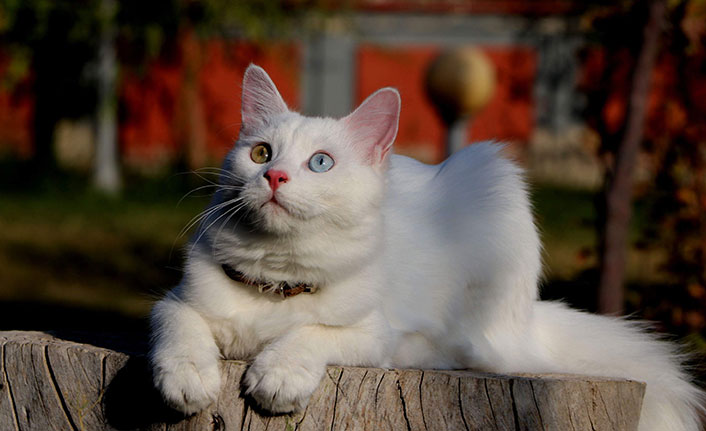 Helsinki Üniversitesi'nin 'Van kedisi' araştırmasına tepki gecikmedi