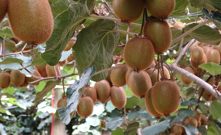 Ordu kivisinde rekolte kaybı beklentisi