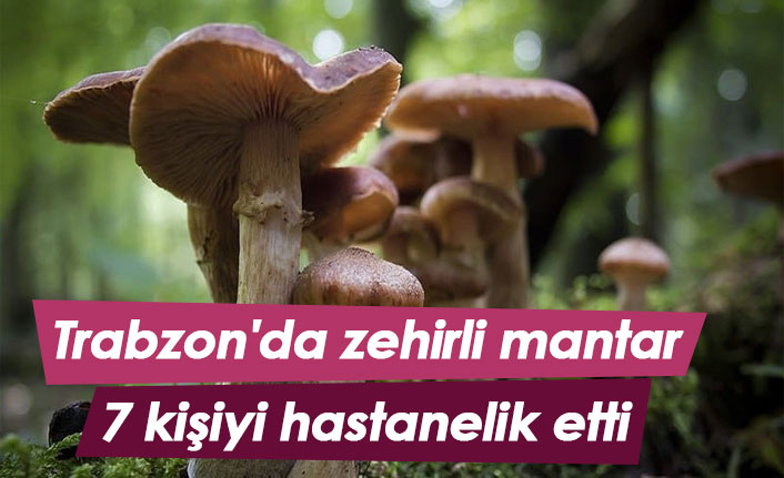 Trabzon'da zehirli mantar 7 kişiyi hastanelik etti