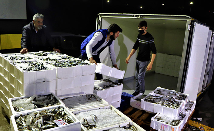 Türkiye'nin mezgit ve istavritleri Samsun'dan