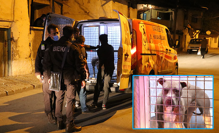Polise ve gece bekçisine pitbull saldırdı