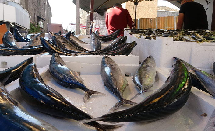 Trabzon'da palamut tezgahlarda yerini aldı
