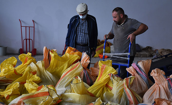 Trabzon'da TMO'dan 5 ayrı noktada fındık alımı