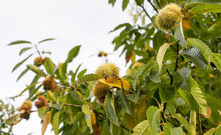 Karadeniz Bölgesi'nde bir ürün daha tescillendi