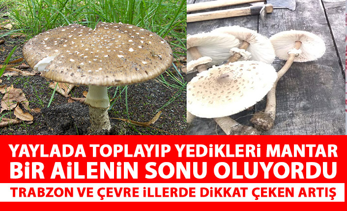 Trabzon ve çevre illerde mantar zehirlenmesinde dikkat çeken artış