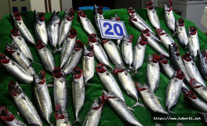 Yeni av sezonu balıkçının yüzünü güldürdü