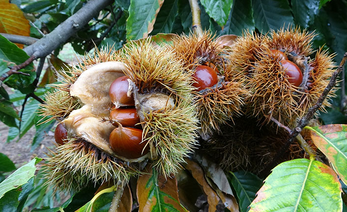 Karadeniz'in tescilli yeni kestane türü tanıtıldı