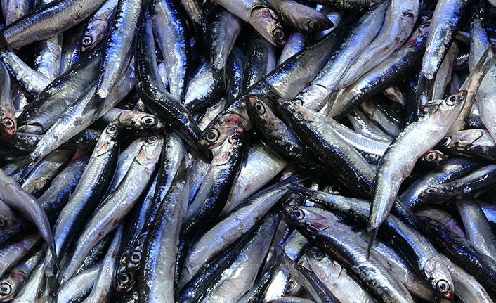 Karadenizli hamsiye doyacak