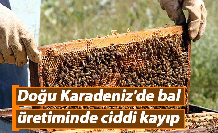 Doğu Karadeniz'de bal üretiminde ciddi kayıp
