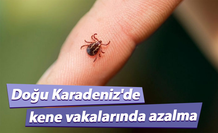 Doğu Karadeniz'de kene vakalarında azalma oldu