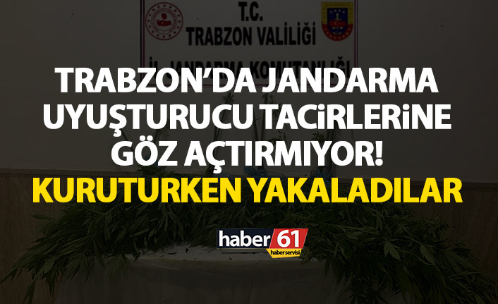 Trabzon’da jandarma göz açtırmıyor! Uyuşturucuyu kuruturken yakaladılar