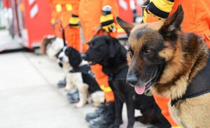 Trabzon itfaiyesine 2 arama kurtarma köpeği dahil edildi