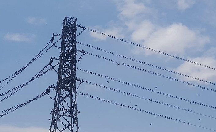 Kırlangıçlar Bayburt’ta mola verdi