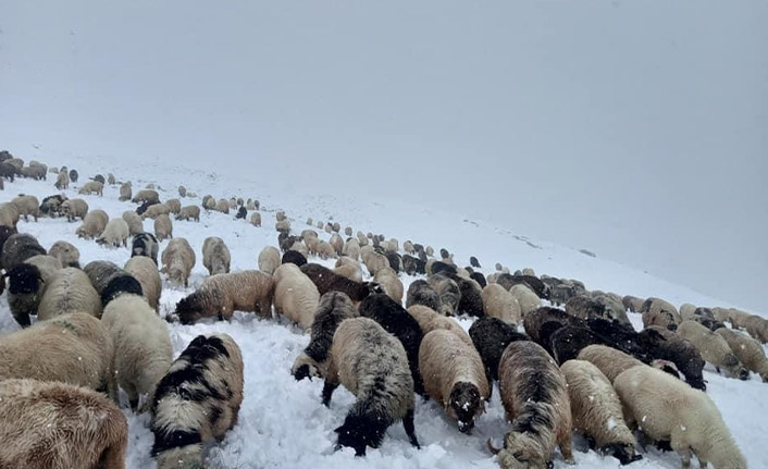 Doğu karadeniz yaylalarındaki erken kar en çok onları etkiledi